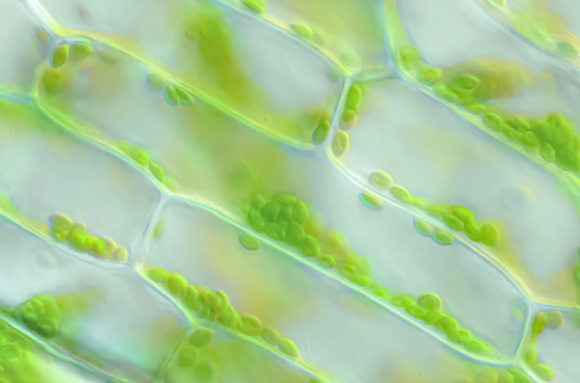 Cellule d'Elodée avec chloroplastes x160